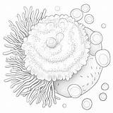 14000  Sea Cucumber Coloring Page Pictures sketch template