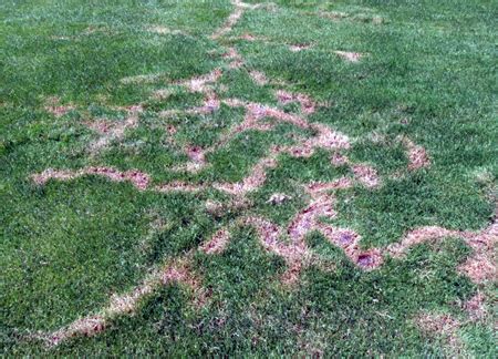 Moles in the lawn - MSU Extension