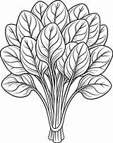 Coloring Page For Kids  Spinach Black And White Line Art 46433871 sketch template