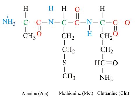 draw the structure of the tripeptide gly gly his - zodiacartillustrationscapricorn