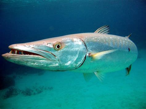 The Barracuda is a ray-finned Fish known for its large size and fearsome appearance. Its body is ...