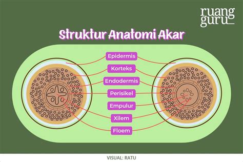 Mengenal Anatomi Organ Vegetatif pada Tumbuhan | Biologi Kelas 11