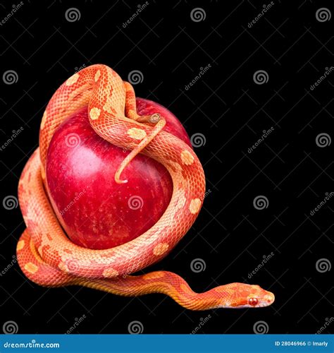 Snake With Apple Royalty Free Stock Image - Image: 28046966