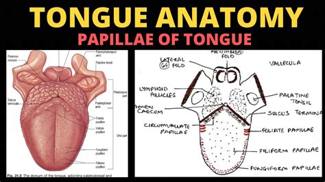 Papillae Anatomy