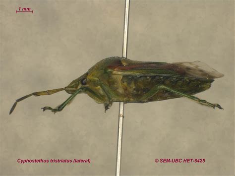 Acanthosomatidae