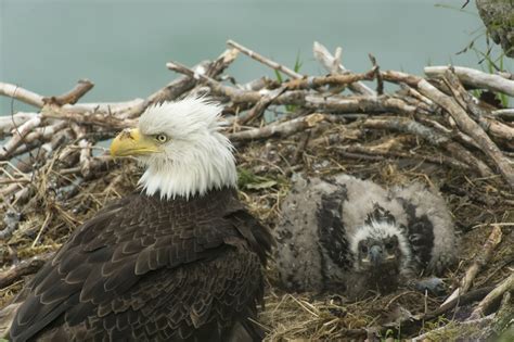 Connecticut residents keep holiday quiet for nesting eagles | The Daily Courier | Prescott, AZ