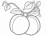 A Peach Coloring Page  Free Printable Pages For Kids sketch template