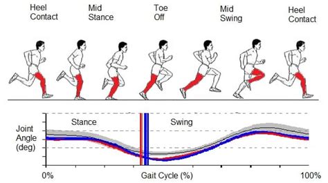 Identify the cause and risk of running injuries: 3D running biomechanics