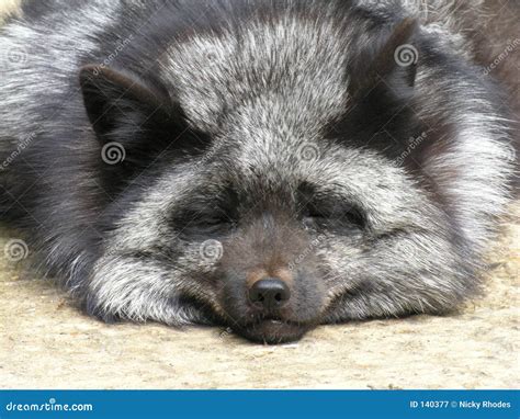 Silver Fox stock image. Image of black, hunting, face, sleeping - 140377