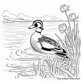 Wood Duck Coloring Pages  Free & Printable sketch template