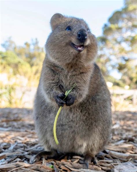 quokka on Tumblr