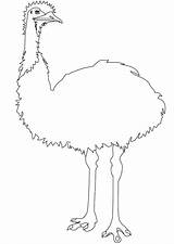 Wild Emu Coloring Page  Free Printable Pages For Kids sketch template