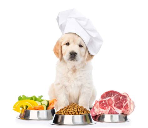 Homemade dog food: 5 key ingredients you need to include
