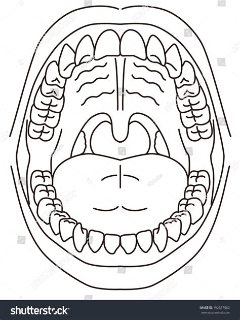 Diagram of the oral cavity – Telegraph