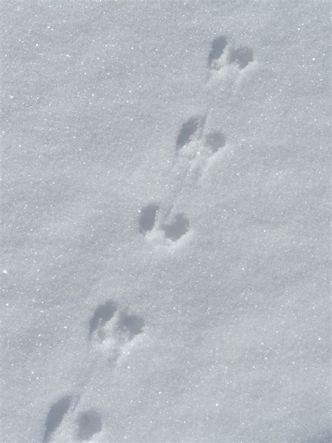 Guide To Animal Tracks In Snow