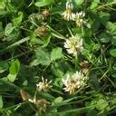 Xeriscape Clover Lawn Seed Mix | High Country Gardens