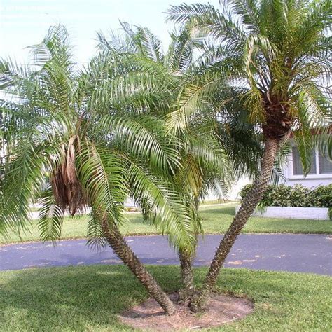 Pygmy Date Palm Height / Pygmy date palm tree, scientific name phoenix ...