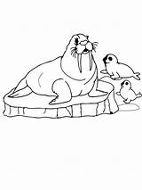 Walrus And Calves Arctic Animals Coloring Page  Free Printable sketch template