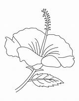 Hibiscus Flower Coloring Page sketch template