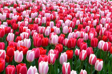 Year of the Tulip - National Garden Bureau