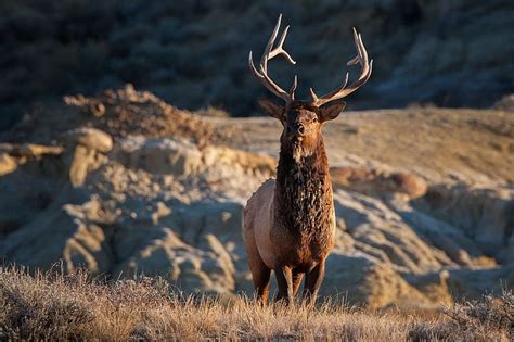 HD wallpaper: adult, antlers, bull, cervus canadensis, elk, looking, nature | Wallpaper Flare