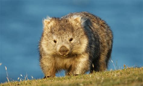 Add Wombat Slaughter to Crown’s List of Accusations