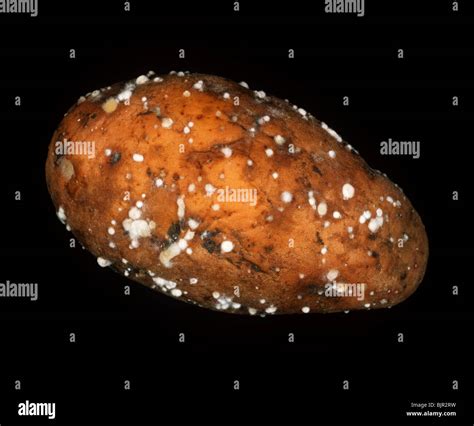 Rubbery rot (Geotrichum candidum) tuber infection on a potato Stock Photo - Alamy