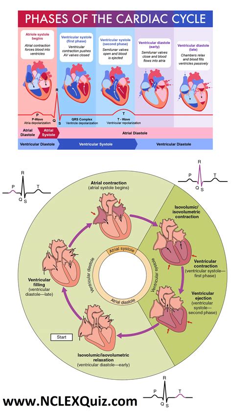 NCLEX Cheat Sheets: Phases of the cardiac cycle PQRST Wave for Nursing Students - NCLEX Quiz