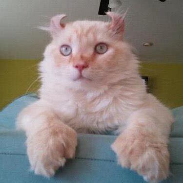 163 Names For Polydactyl Cats | Cuteness