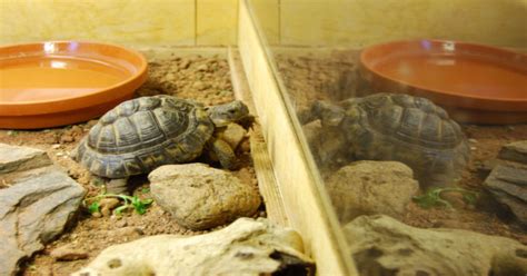 DIY Tortoise Enclosure: Tips and Inspiration