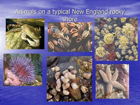 PPT - Ecology of a Rocky Shore Community PowerPoint Presentation - ID ...