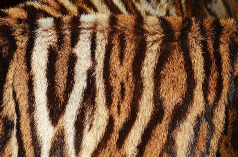 Premium Photo | Siberian tiger fur