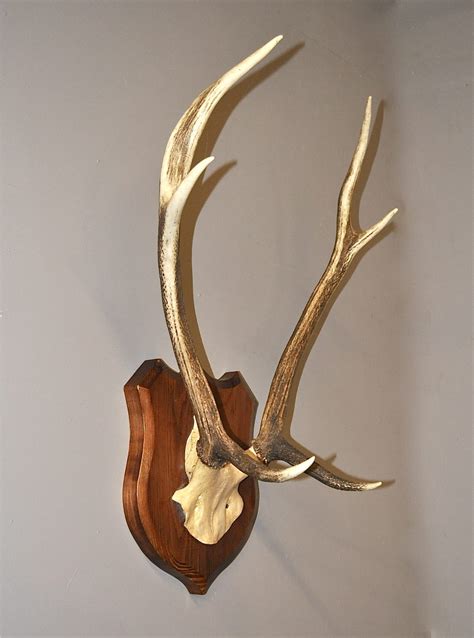 Antiques Atlas - Mounted Red Deer Antlers - P3002