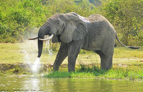 Elephant at the Waterhole Photograph by Gordon Longmead - Fine Art America