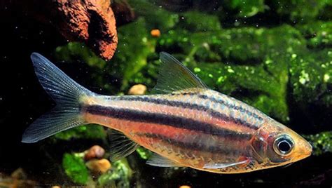 Barb Fish: The Different Types of Freshwater Barbs