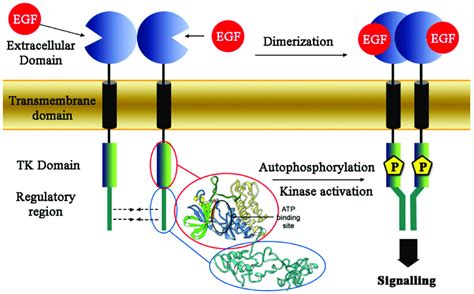 Epidermal growth factor receptor (EGFR) structure in cellular membrane... | Download Scientific ...