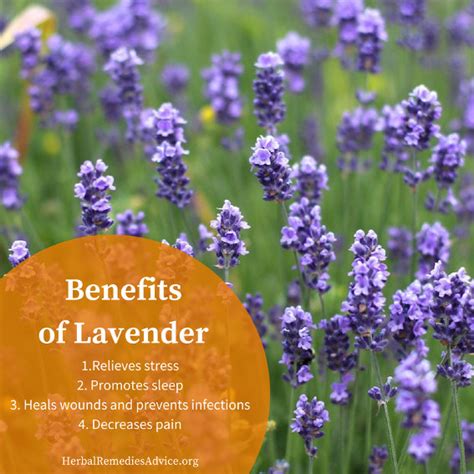 Lavender Plant Benefits - nanifootball