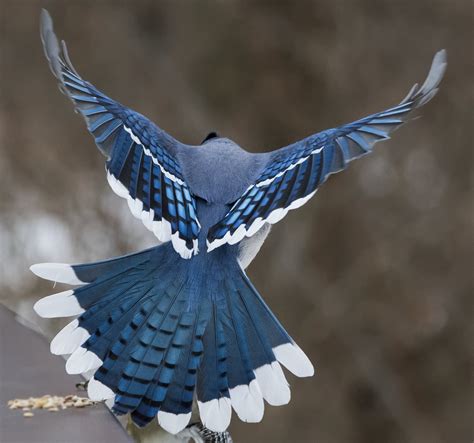 Jocelyn Anderson Photography on Twitter: "A Blue Jay showing that beautiful blue wingspan. The ...