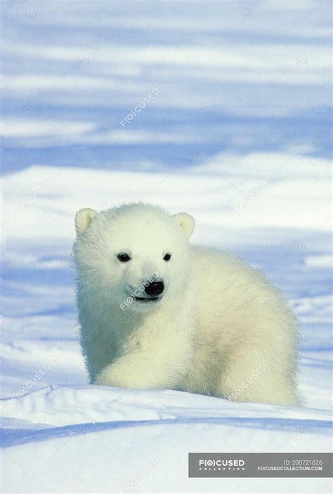 Polar bear cub sitting on snow in Arctic Canada. — hudson bay, ice ...