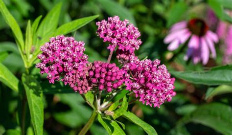 When And How To Plant Milkweed - Seasonal Cornucopia