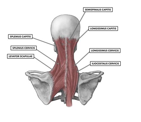 CrossFit | Cervical Muscles, Part 2