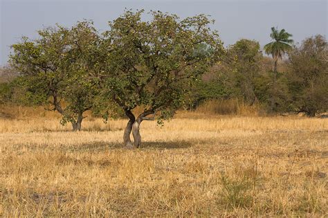 File:Kiang West savanna.jpg - Wikimedia Commons