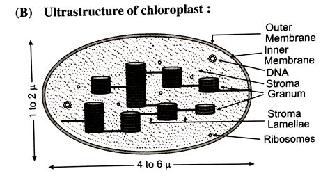 Top more than 133 draw the structure of chloroplast - seven.edu.vn
