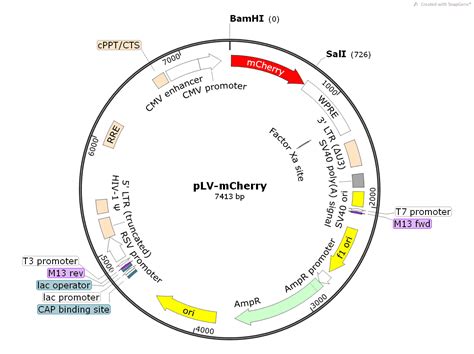 pLV-mCherry plasmid,pLV-mCherry,pLV-mCherry plasmid,pLV-mCherry ...