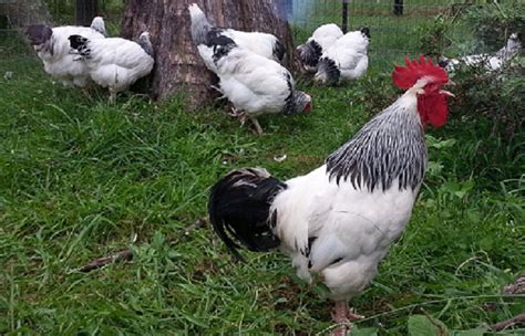 Light Sussex Chickens in North West Sydney | Evans Chickens