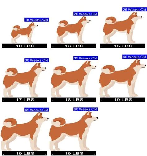 Shiba Inu Growth Chart. Shiba Inu Weight Calculator.