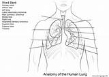 Lung Coloring Pages sketch template