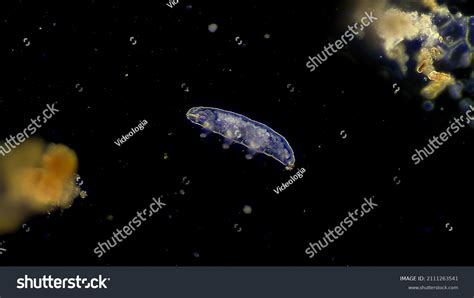 228 Tardigrades Images, Stock Photos & Vectors | Shutterstock