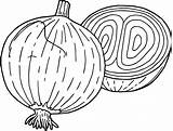 Onion Coloring Page At GetDrawings  Free Download sketch template