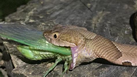 Man snaps fascinating images of snake eating bug | Trending - Hindustan Times